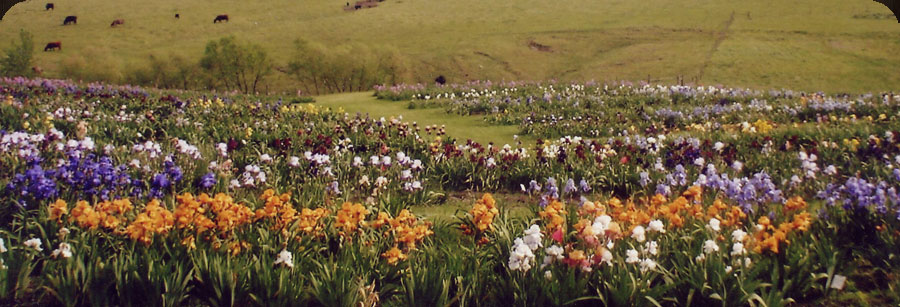 Iris Field in Bloom